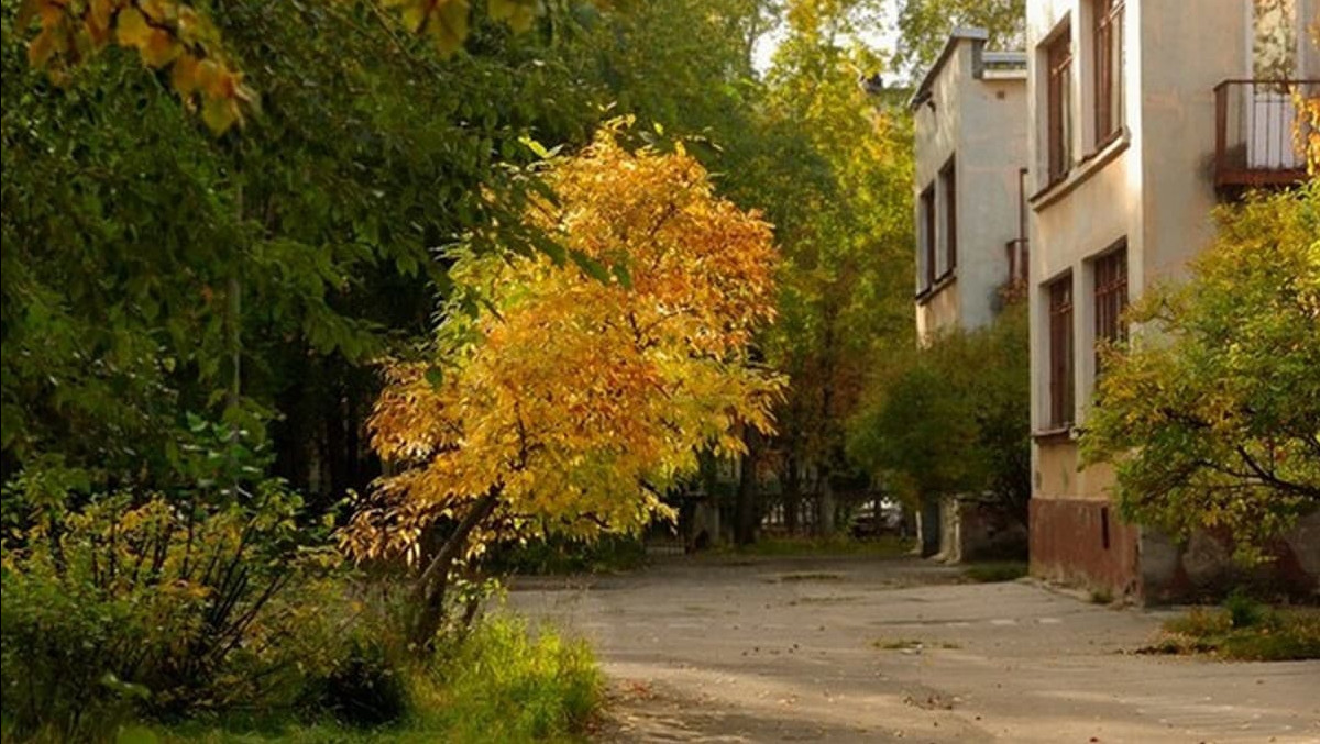 Кто имеет право сажать и вырубать деревья во дворах многоквартирных домов